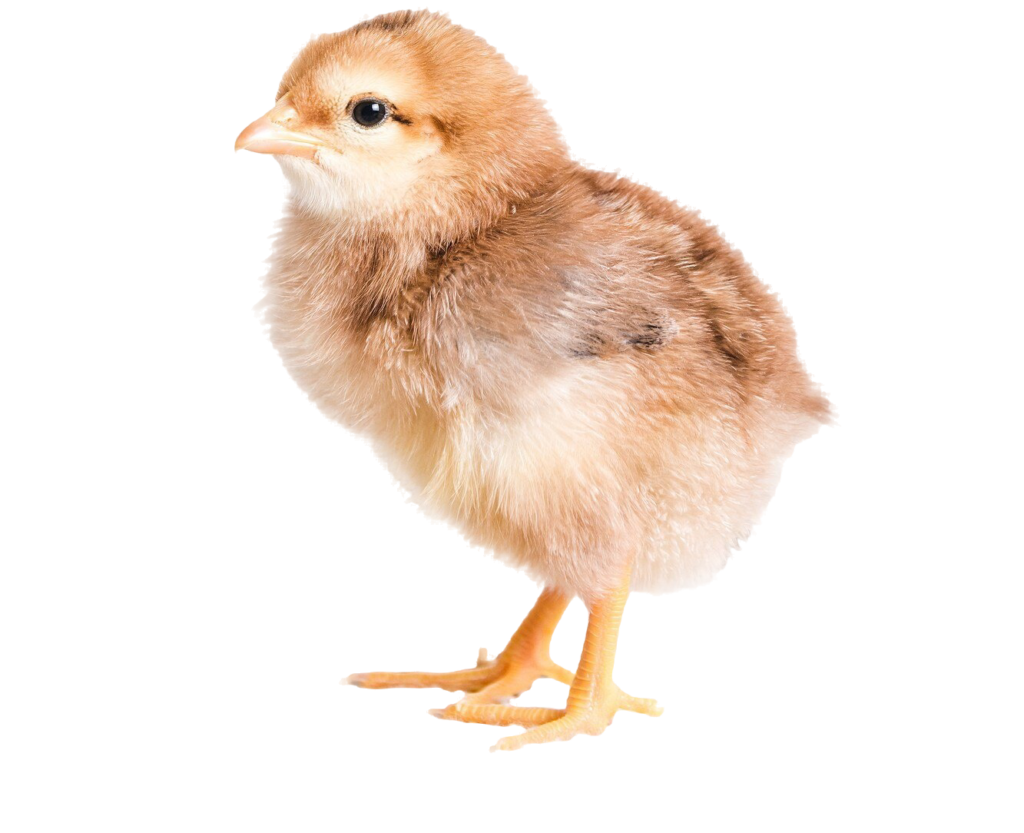 comida para pollos